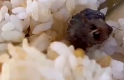 1687101569746075png f5d956c5960a77293ba4a52014cfeaf8png