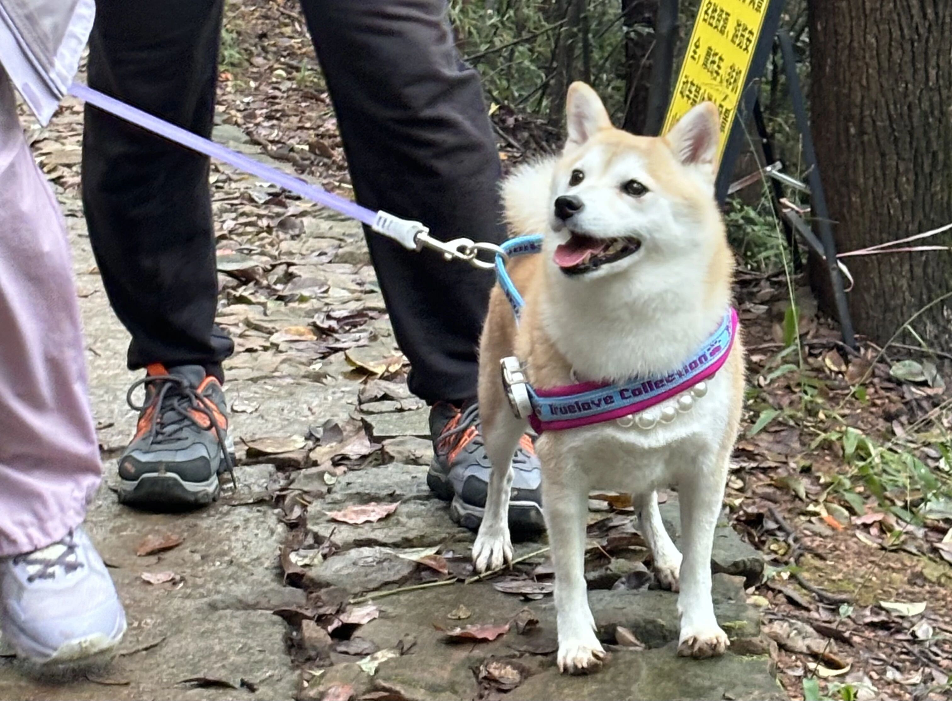 1763099543162938jpg f1fc80efa1a4b4c4a197b9fd161f7087jpg