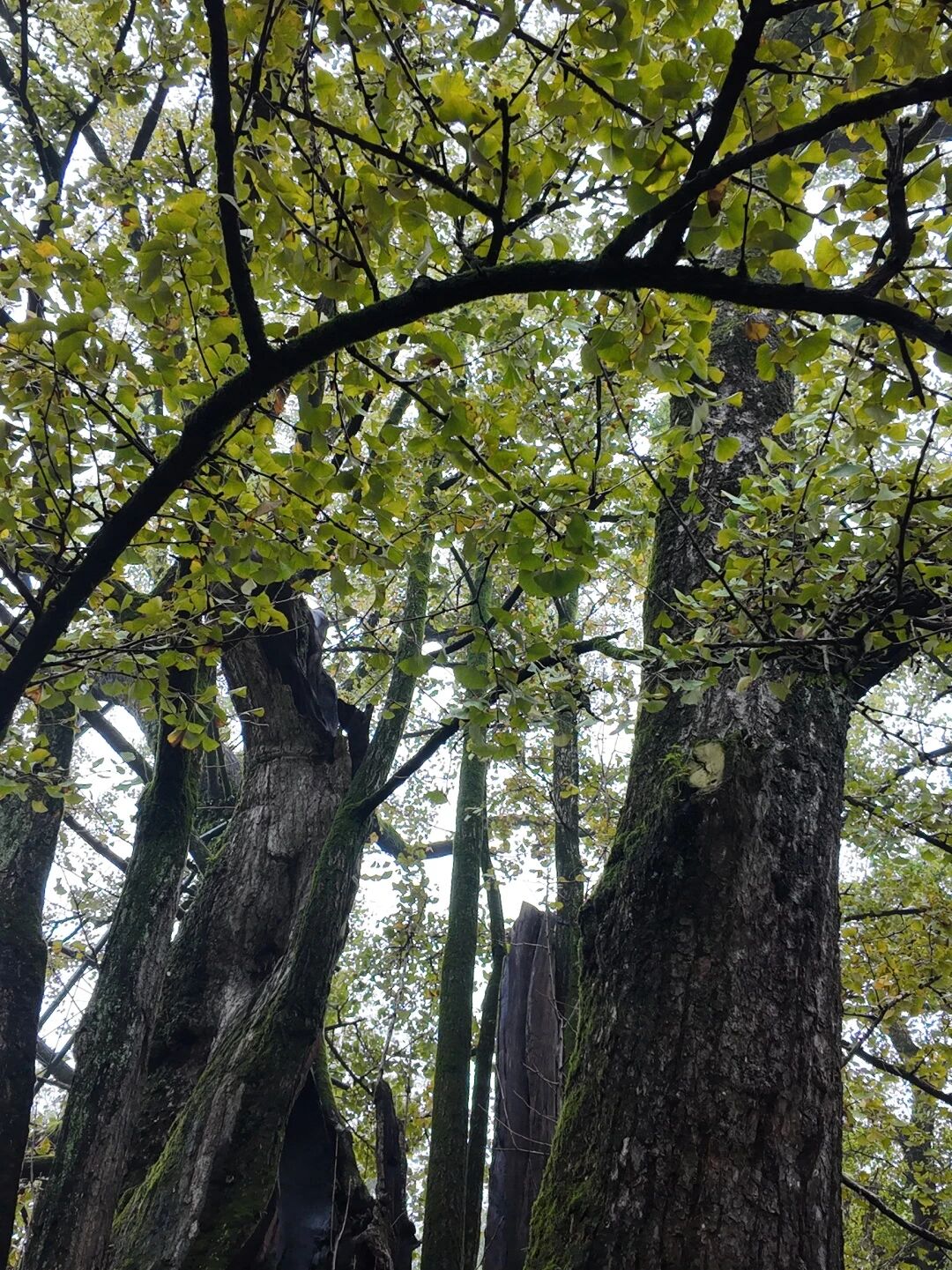 1763099561176232jpg d8e2e05f3ffc09935233ccf5e2ba9823jpg